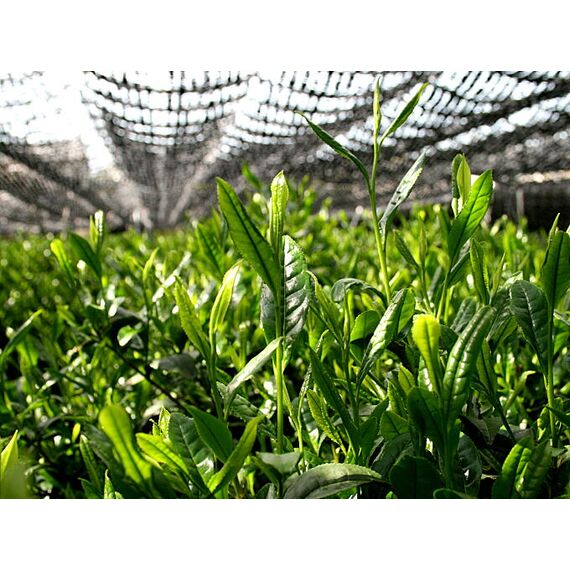 Матча Супер Премиум, фото , изображение 3